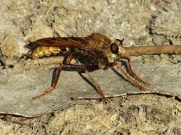 Attēlu rezultāti vaicājumam “Asilus crabroniformis”