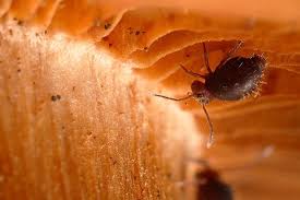 Attēlu rezultāti vaicājumam “Symphypleona”