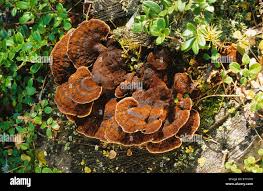 Attēlu rezultāti vaicājumam “Ischnoderma benzoinum”