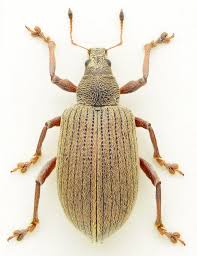 Attēlu rezultāti vaicājumam “Polydrusus mollis”