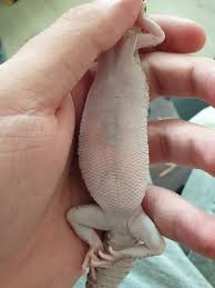 Image result for gravidity leopard gecko