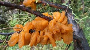 Attēlu rezultāti vaicājumam “Exidia saccharina”