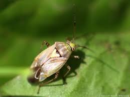 Attēlu rezultāti vaicājumam “Lygus pratensis”