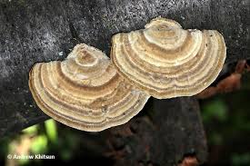 Attēlu rezultāti vaicājumam “Trametes hirsuta”