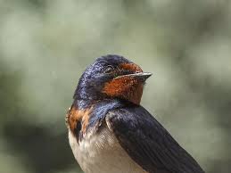Attēlu rezultāti vaicājumam “Hirundo rustica”