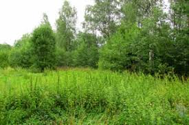 Attēlu rezultāti vaicājumam “Hydrelia sylvata”