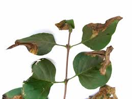 Attēlu rezultāti vaicājumam “Gracillaria syringella larva”