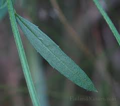Attēlu rezultāti vaicājumam “Erysimum hieracifolium”