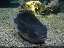Image result for Cyclopterus lumpus