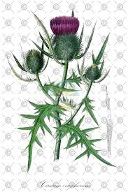 Attēlu rezultāti vaicājumam “Cirsium heterophyllum leaf”