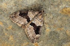 Attēlu rezultāti vaicājumam “Thera variata”