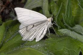 Attēlu rezultāti vaicājumam “Siona lineata”