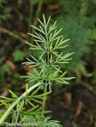 Attēlu rezultāti vaicājumam “Cnidium dubium”