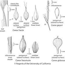 Attēlu rezultāti vaicājumam “Carex globularis”
