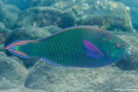 Image result for Scarus niger