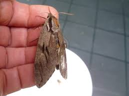 Attēlu rezultāti vaicājumam “Sphinx pinastri”