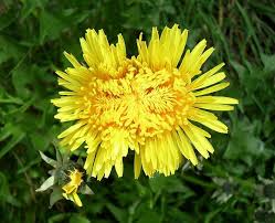 Attēlu rezultāti vaicājumam “Taraxacum officinale aggr.”