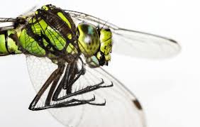 Attēlu rezultāti vaicājumam “Aeshna viridis”