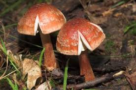 Attēlu rezultāti vaicājumam “Amanita rubescens”