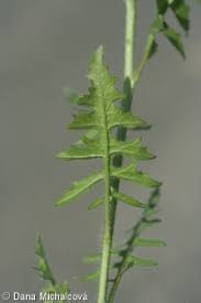 Attēlu rezultāti vaicājumam “Sisymbrium loeselii”