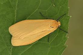 Attēlu rezultāti vaicājumam “Eilema sororcula”