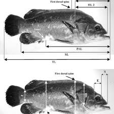 Image result for Polyprion americanus