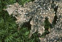 Attēlu rezultāti vaicājumam “Peltigera polydactylon”