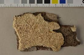 Attēlu rezultāti vaicājumam “Antrodia mellita”