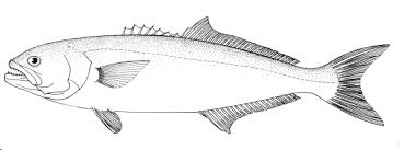 Image result for Pomatomus saltatrix