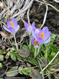Attēlu rezultāti vaicājumam “Crocus tommasinianus flower”