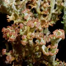 Attēlu rezultāti vaicājumam “Cladonia phyllophora”