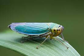 Attēlu rezultāti vaicājumam “Cicadella viridis female”