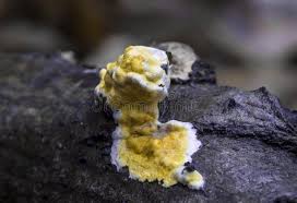 Attēlu rezultāti vaicājumam “Basidioradulum radula”