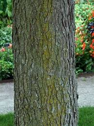 Attēlu rezultāti vaicājumam “Gymnocladus dioicus”