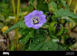 Attēlu rezultāti vaicājumam “Nicandra physalodes fruit”