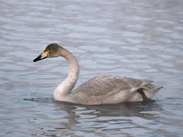 Image result for Cygnus cygnus