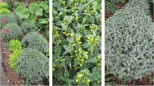 Attēlu rezultāti vaicājumam “Lamiastrum galeobdolon bud”