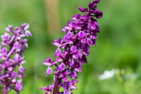Attēlu rezultāti vaicājumam “Orchis mascula flower”
