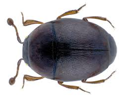 Attēlu rezultāti vaicājumam “Histeridae”