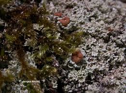 Attēlu rezultāti vaicājumam “Cladonia caespiticia”