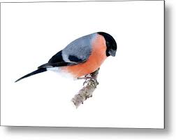 Attēlu rezultāti vaicājumam “Pyrrhula pyrrhula”