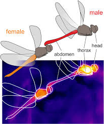 Attēlu rezultāti vaicājumam “Sympetrum vulgatum male”