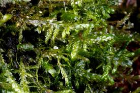 Attēlu rezultāti vaicājumam “Neckera complanata”