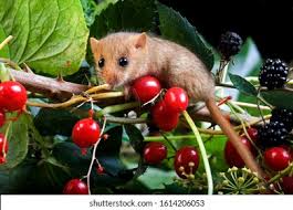 Attēlu rezultāti vaicājumam “Muscardinus avellanarius”