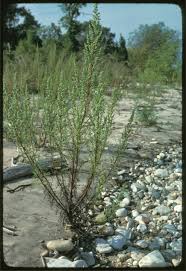 Image result for Artemisia caudata