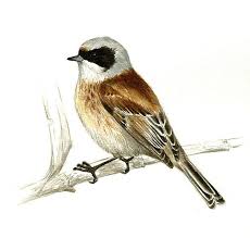 Image result for Remiz pendulinus