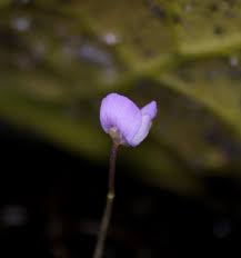 Attēlu rezultāti vaicājumam “Utricularia minor bud”