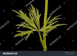 Attēlu rezultāti vaicājumam “Ranunculus acris leaf”