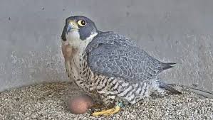 Image result for Ukc Falcons