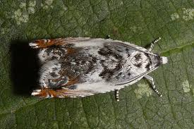 Attēlu rezultāti vaicājumam “Ancylis laetana”